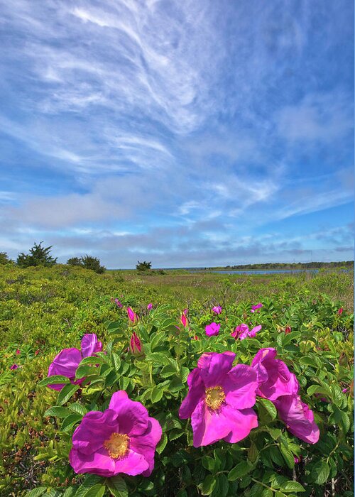 Mashpee National Wildlife Refuge Greeting Card featuring the photograph Cape Cod Wild Roses at the Mashpee National Wildlife Refuge by Juergen Roth