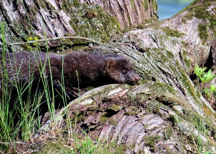Wildlife Greeting Card featuring the photograph Cape Vincent Mink by Dennis McCarthy