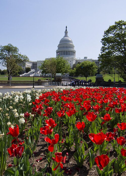 Us Capitol Greeting Card featuring the photograph Capitol Tulips by Jack Nevitt
