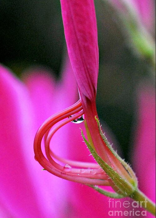 Captured Droplets Pink Flower Print Greeting Card featuring the photograph Captured Droplets by Lila Fisher-Wenzel