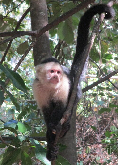 Capuchin Monkey Greeting Card featuring the photograph Capuchin Monkey 4 by Randall Weidner