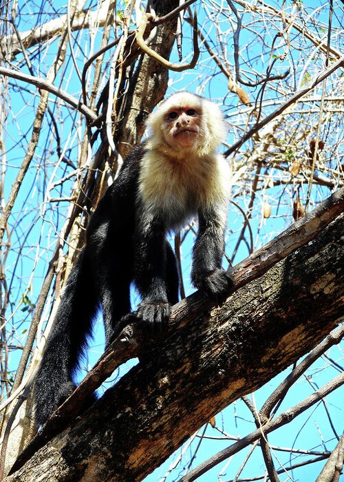  Costa Rico Greeting Card featuring the photograph Capuchin Monkeys 21 by Ron Kandt