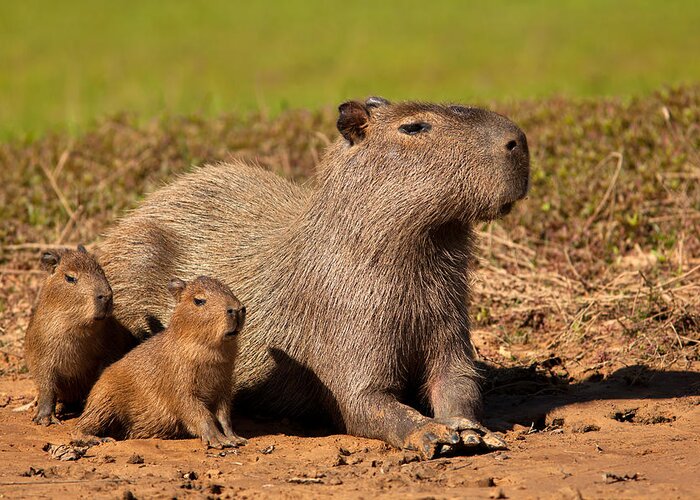 Capybara Greeting Card featuring the photograph Capybara Family Enjoying Sunset by Aivar Mikko
