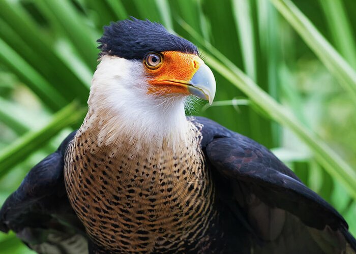 Nature Greeting Card featuring the photograph Caracara 1 by Arthur Dodd