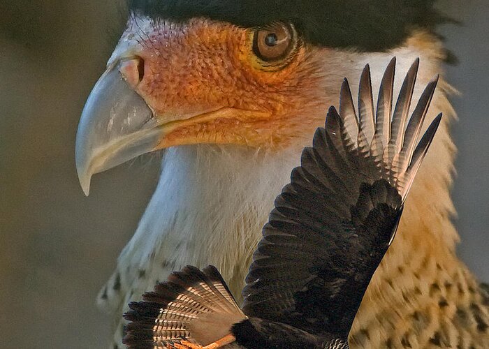 Caracara Greeting Card featuring the photograph Caracara Montage by Larry Linton