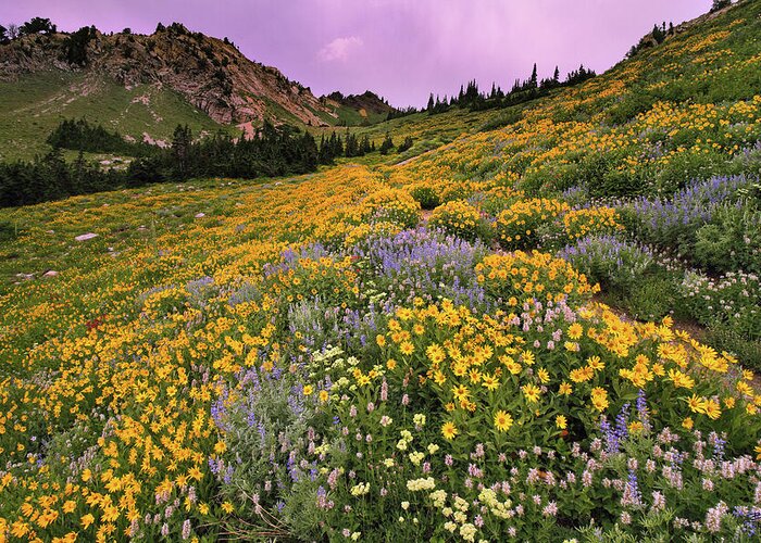 Utah Greeting Card featuring the photograph Cardiff Pass Sunset and Wildflowers - Alta, Utah by Brett Pelletier