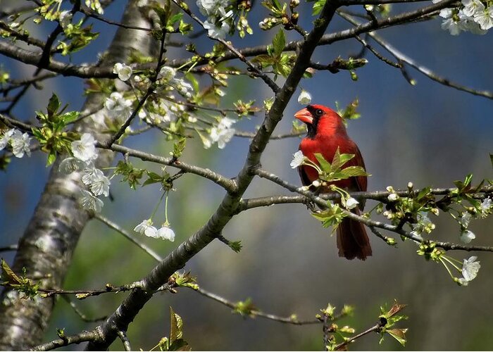 Wildlife Greeting Card featuring the photograph Cardinal Among the Blossoms by John Benedict
