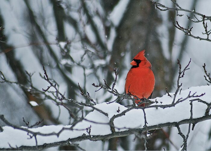 Cardinal Greeting Card featuring the photograph Cardinal and snow by Michael Peychich