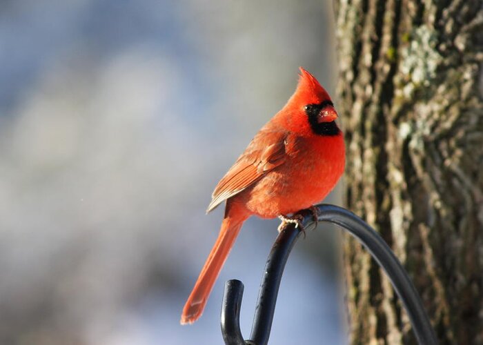 Red Greeting Card featuring the photograph Cardinal by Danielle Gareau