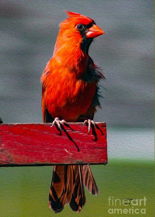 Bird Greeting Card featuring the photograph Cardinal by DB Hayes