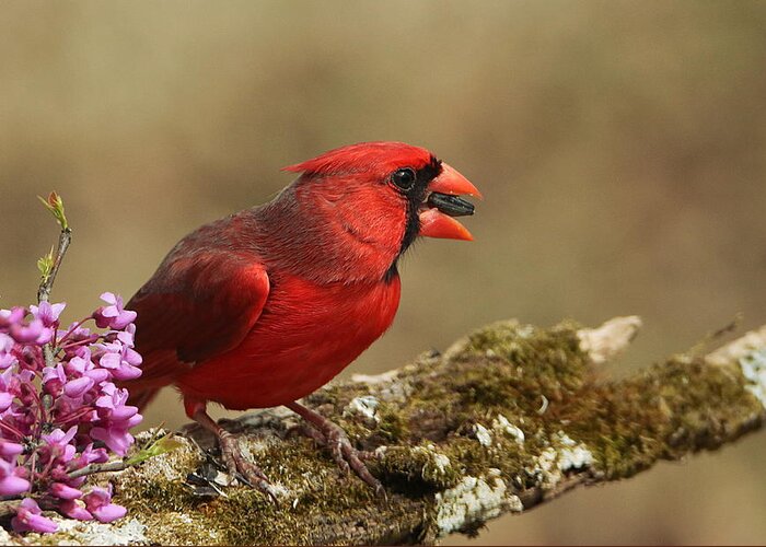 Nature Greeting Card featuring the photograph Cardinal in Spring by Sheila Brown