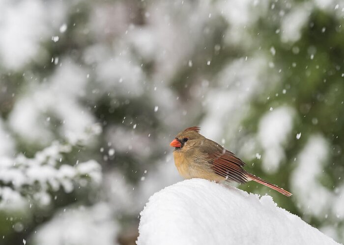 Bird Greeting Card featuring the photograph Cardinal in the Snow by David Kay