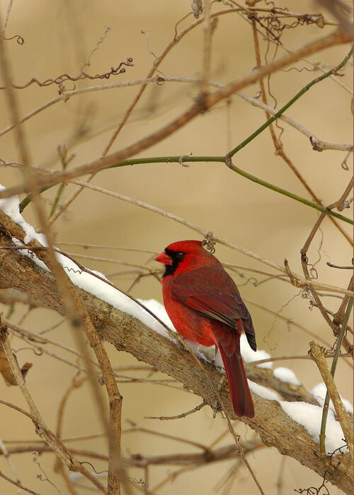  Greeting Card featuring the photograph Cardinal in Winter by John Harmon