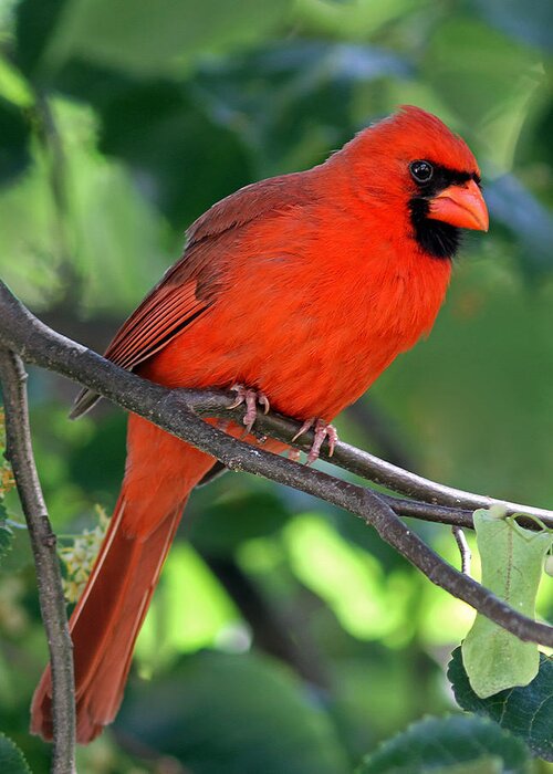 Cardinal Greeting Card featuring the photograph Cardinal by Juergen Roth