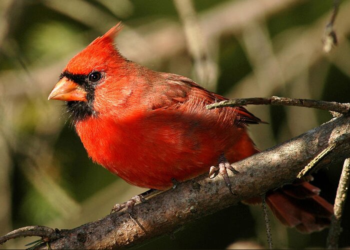 Cardinal Greeting Card featuring the photograph Cardinal Up Close by Alan Lenk