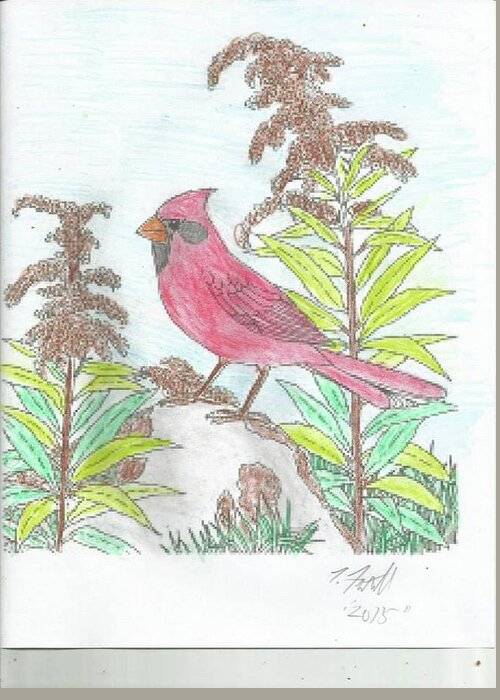 Bird Cardnal Nature Greeting Card featuring the drawing Cardnal by Thom Futrell