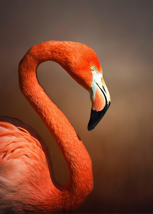 Flamingo Greeting Card featuring the photograph Caribean flamingo portrait by Johan Swanepoel
