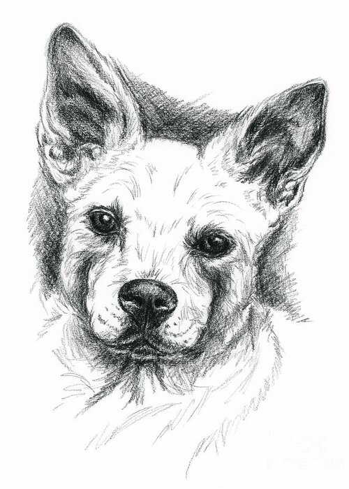 Dog Greeting Card featuring the drawing Carolina Dog Charcoal Portrait by MM Anderson