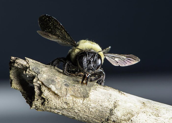 Wildlife Greeting Card featuring the photograph Carpenter Bee by John Benedict