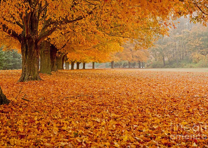 Fall Greeting Card featuring the photograph March of the Maples by Butch Lombardi