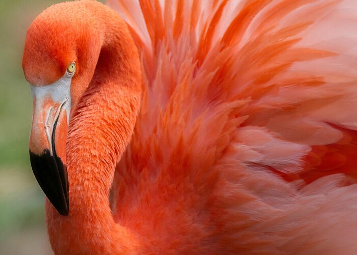 Caribbean Flamingo Greeting Card featuring the photograph Caribbean Flamingo by Chris Scroggins