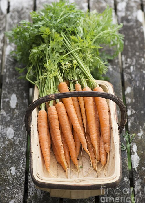 Carrot Greeting Card featuring the photograph Carrots by Tim Gainey