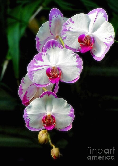 Orchid Greeting Card featuring the photograph Cascading Orchid Beauties by Sue Melvin