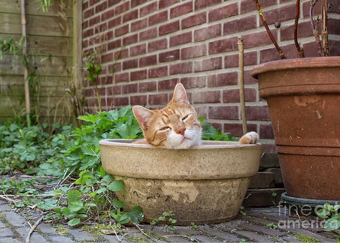 Garden Greeting Card featuring the photograph Cat in empty pot by Patricia Hofmeester