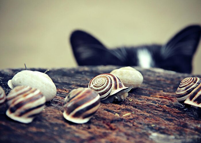 Cat Greeting Card featuring the photograph Cat Snails by Trish Mistric