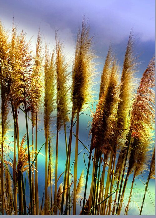 Pampas Greeting Card featuring the photograph Catching A Few Rays II by Al Bourassa