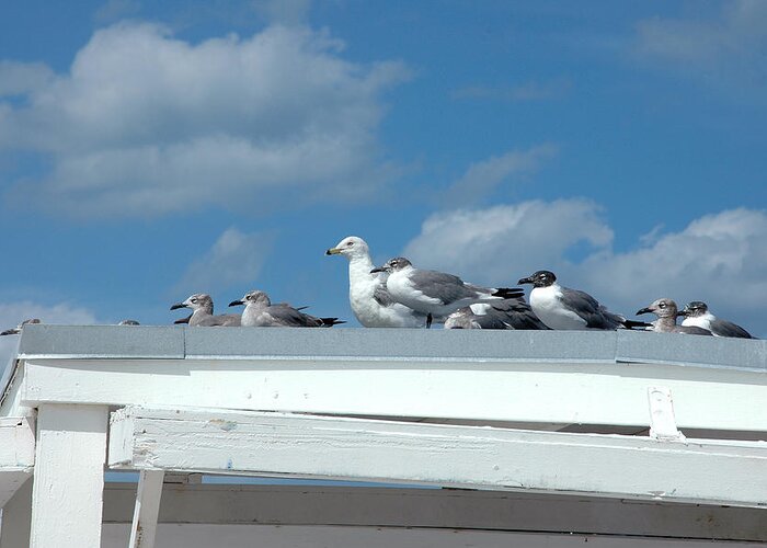 Seagulls Greeting Card featuring the photograph Catching Some Rays by Frank Mari