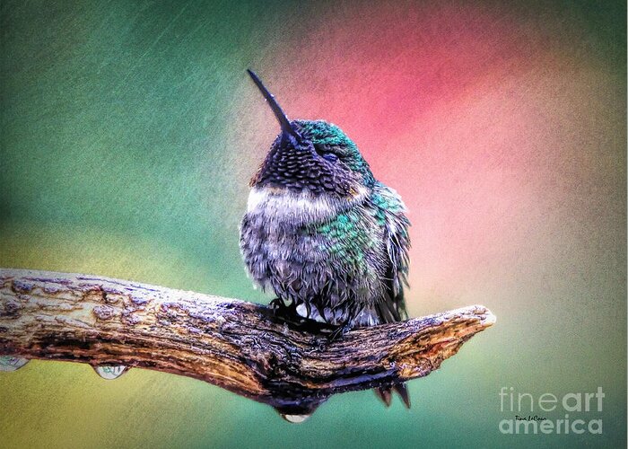 Hummingbird Greeting Card featuring the photograph Catnapping In The Rain by Tina LeCour