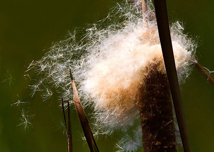 Cattail Greeting Card featuring the photograph Cattail by Don Durfee