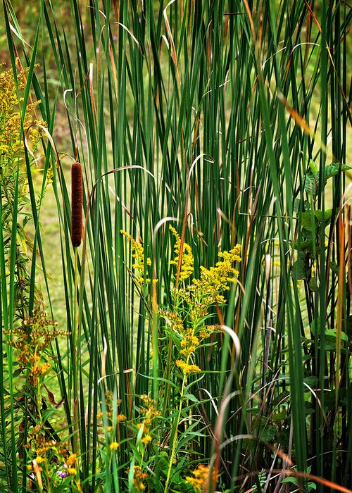 Cattails On The Pond Print Greeting Card featuring the photograph Cattails on the Pond Print by Gwen Gibson