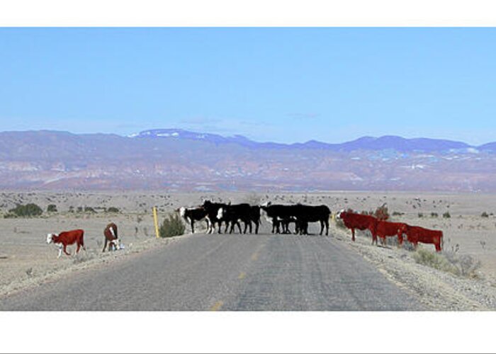  Greeting Card featuring the photograph Cattle Crossing by R Thomas Berner