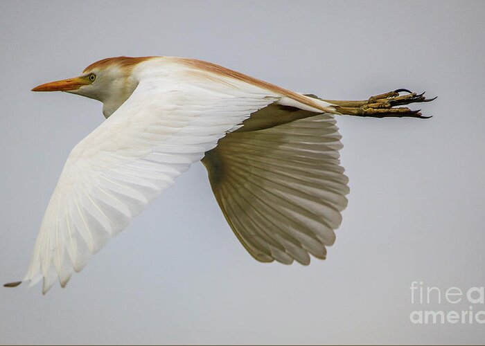Egret Greeting Card featuring the photograph Cattle Egret in Flight by Tom Claud