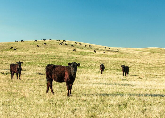 Cattle Greeting Card featuring the photograph Cattle Grazing on the Plains by Todd Klassy