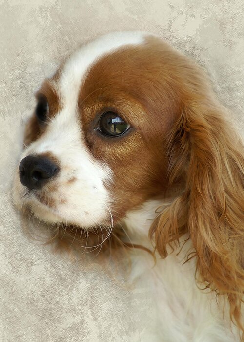Spaniel Greeting Card featuring the photograph Cavalier King Charles Spaniel by TnBackroadsPhotos 