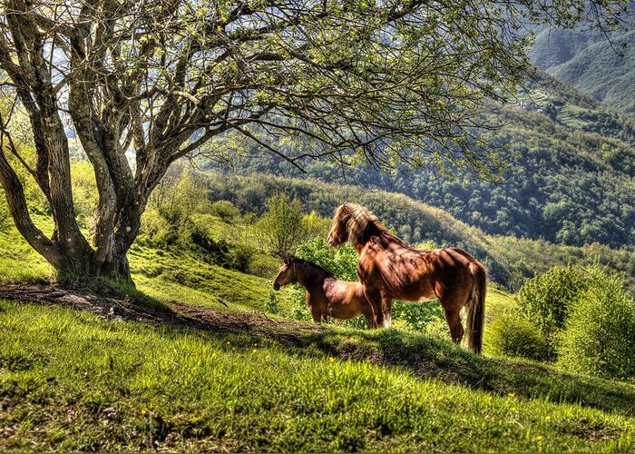 Cavalli Greeting Card featuring the photograph Cavalla Plains Horses - Cavalli Al Pian Della Cavalla by Enrico Pelos