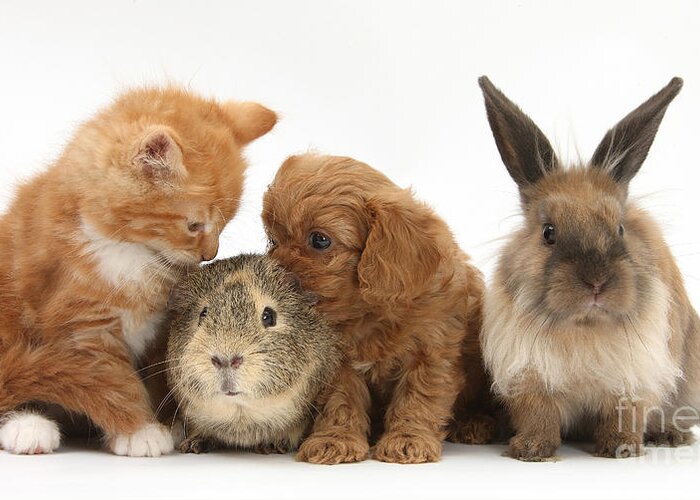 Nature Greeting Card featuring the photograph Cavapoo Pup, Rabbit, Guinea Pig by Mark Taylor