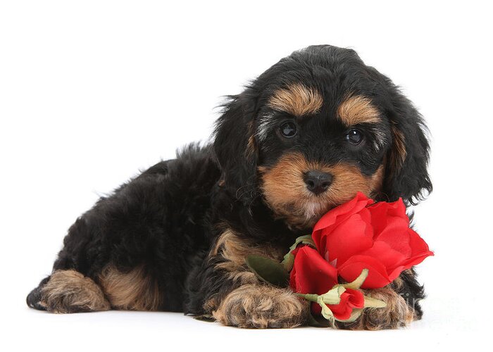 Cavapoo Greeting Card featuring the photograph Cavapoo with Red Rose by Warren Photographic