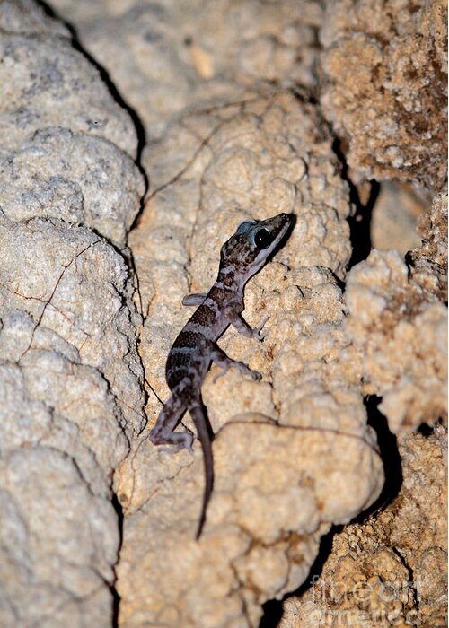 Wildlife Greeting Card featuring the photograph Cave Gecko by Fletcher & Baylis