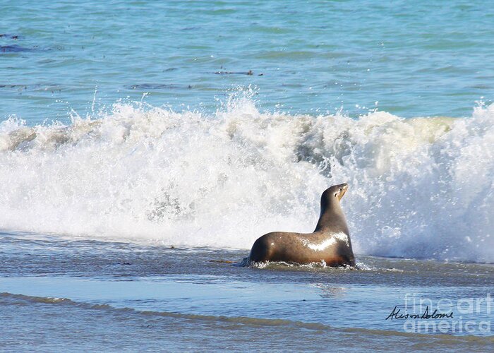 Seal Greeting Card featuring the photograph Cayucos Beach Bum by Alison Salome