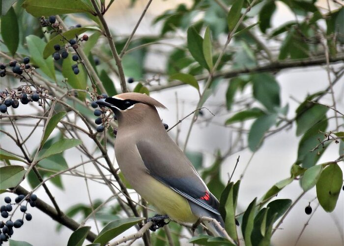 Kathy Long Greeting Card featuring the photograph Cedar Waxwing 3 by Kathy Long