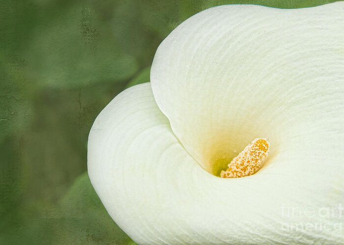 Calla Greeting Card featuring the photograph Celebration by Marilyn Cornwell