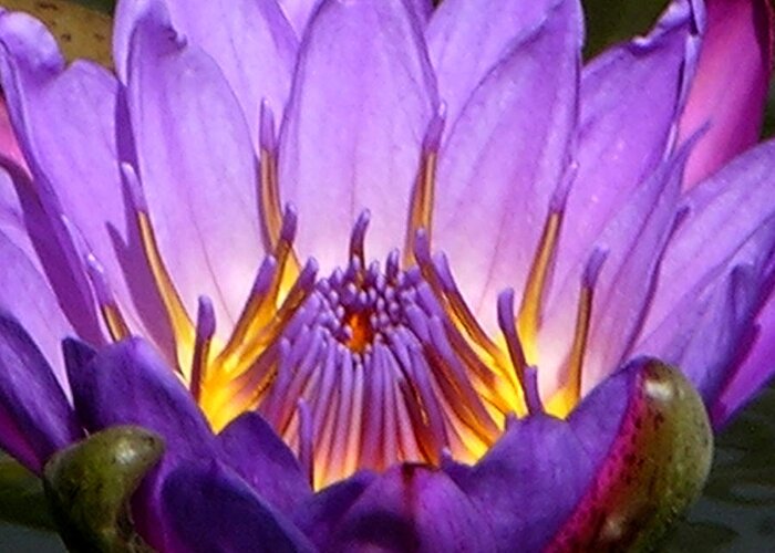Water Lily Greeting Card featuring the photograph Center of the Universe by John Lautermilch
