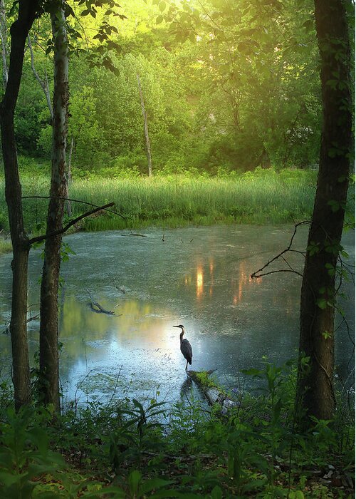 Blue Heron Greeting Card featuring the photograph Center Stage by Rob Blair