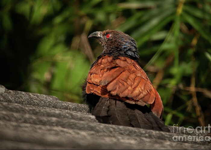 Sri Lankan Birds Greeting Card featuring the photograph Centropus sinensis by Venura Herath