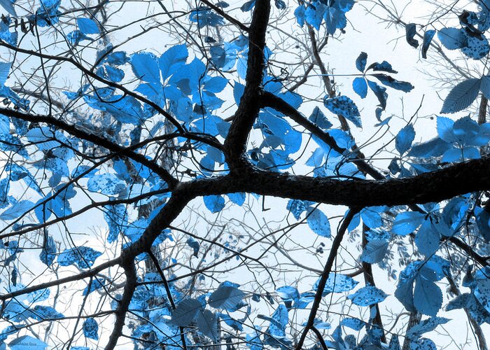 Blue Greeting Card featuring the photograph Cerulean Leaves by Shawna Rowe