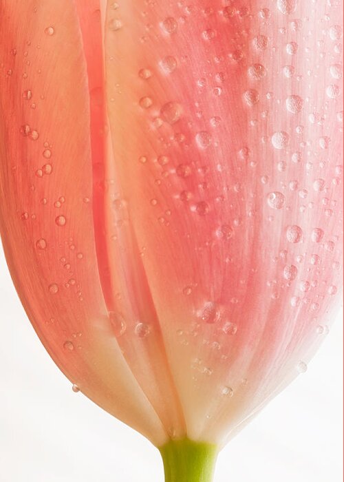 Nature Greeting Card featuring the photograph Champagne Tulip by Joan Herwig